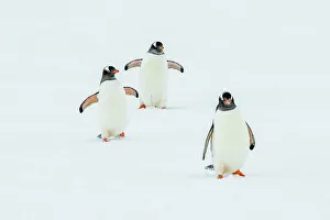 Lindblad Expeditions Prints: Antarctica Climate Change Gentoo Penguin Global Warming