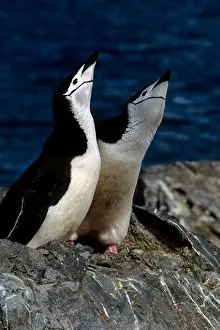 Penguins Prints: antarctica, south orkney islands