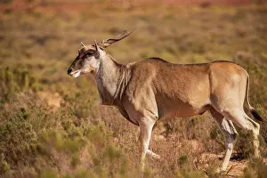 Antelope Prints: Antelope in nature reserve, Touws River, Western Cape, South Africa