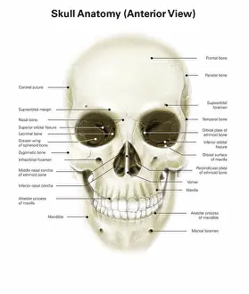 Human Representation Prints: Anterior view of human skull, with labels
