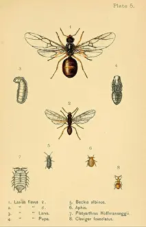 Displaying Prints: Ants, Bees, and Wasps, New York