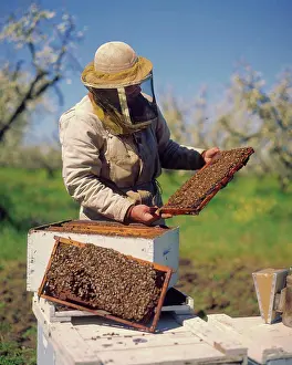 Community Prints: An Apiarist with His Bees