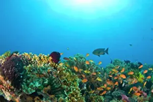 School Of Fish Prints: Apo Island Marine Park, Philippines, Asia
