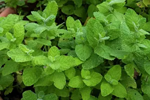 Ambiance Prints: Apple mint (Mentha x rotundifolia) leaves