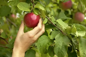 Produce Prints: apple picking rougemont abbaye cistercienne, Rougemont, Quebec, Canada