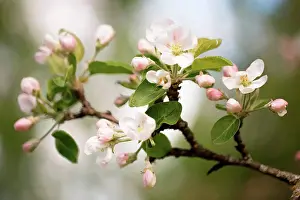 Apple Prints: Apple Tree branch with with white flowers in close-up