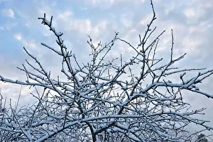Heaven Prints: The Apple tree under snow The Apple tree under snow against the background of blue sky and clouds