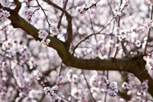 Woody Plant Prints: Apricot trees in bloom in the Drome France