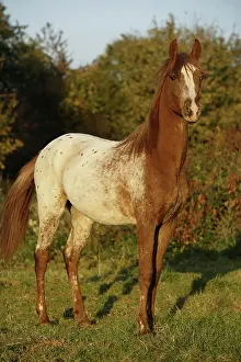 Horse Prints: Ara-Appaloosa - standing on meadow