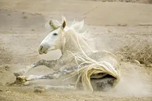 Grey Prints: Arab-Barb - wallowing in sand