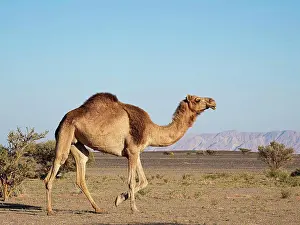 Arabia Prints: Arabian camel, Camelus dromedarius, foraging in Wadi Ad Dawh, Sultanate of Oman
