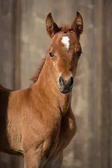 Looks Into The Camera Prints: Arabian chestnut filly, portrait