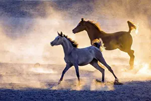 Equidae Prints: Arabian Horse. Pair of young mares in evening light galloping in dusty desert. Egypt