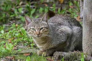 Arabic Prints: Arabian wildcat, Gordon's wildcat (Felis lybica lybica) (Felis silvestris gordoni)
