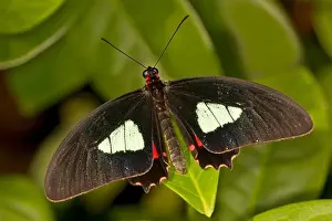 Butter Fly Prints: Arcas Cattleheart Butterfly (Parides arcas)