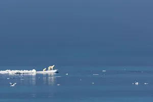 Wild Polar Bear Prints: Arctic Arctic Ocean Climate Change Lindblad Expeditions