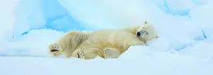 Wild Polar Bear Prints: Arctic Arctic Ocean Climate Change National Geographic Explorer