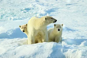Wild Polar Bear Prints: Arctic Arctic Ocean COY Climate Change Lindblad Expeditions