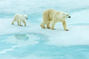 Wild Polar Bear Prints: Arctic Arctic Ocean COY Climate Change Lindblad Expeditions
