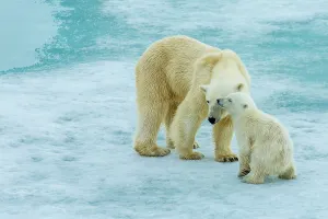 Wild Polar Bear Prints: Arctic Arctic Ocean COY Climate Change Lindblad Expeditions