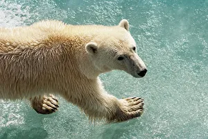 National Geographic Prints: Arctic Climate Change Hornsund Fjord Norway Polar Bear