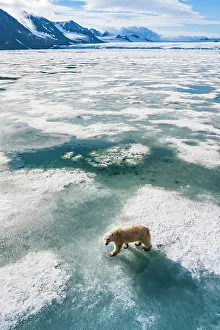 National Geographic Prints: Arctic Climate Change Hornsund Fjord Norway Polar Bear
