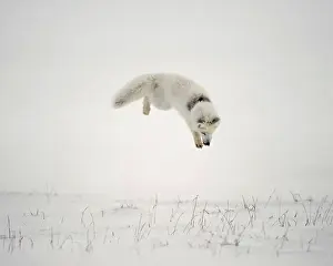 Arctic Fox Hunting Rodents on the North Slope of the Brooks Range, Alaska