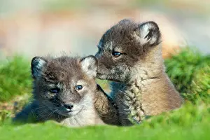 Canine Prints: Arctic fox pups (Alipex lagopus) at the mouth of their natal den