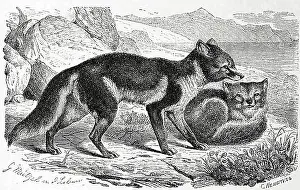 Contemporary Prints: Arctic fox (Vulpes lagopus) (Alopex lagopus)