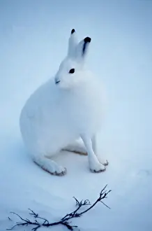 Sideways Prints: Arctic Hare
