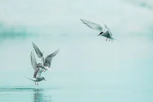 Trending: Arctic Terns (Sterna paradisaea) inflight over Glacial Lagoon