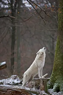 Howling Prints: Arctic Wolf in forest - howling, Canis lupus arctos