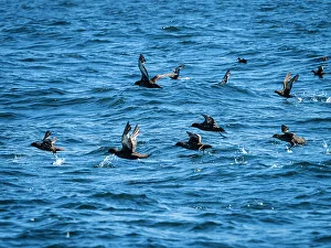 Taking Off Prints: Ardenna Grisea Ardenna Grisea Monterey Bay California