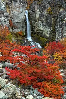 Jaynes Gallery Prints: Argentina, Patagonia, El Chalten. Waterfall and autumn colors on southern beech trees