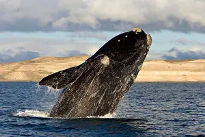 Breaching Prints: Argentina, Patagonia, Province Chubut