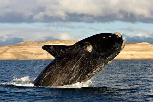 Breaching Prints: Argentina, Patagonia, Province Chubut
