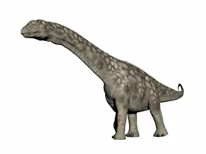 Full Length Prints: Argentinosaurus dinosaur, white background