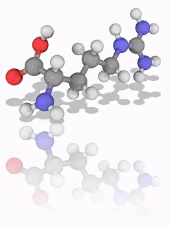 Large Group Prints: Arginine. Molecular model of the amino acid arginine (C6)