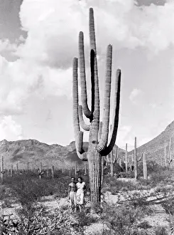 Unitedstates Prints: Arizona: c. 1940 A couple stands by a huge saguaro cactus in a desert full of them
