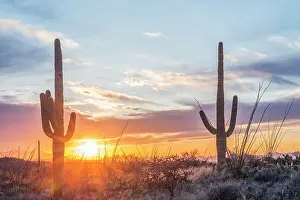 Rural Prints: Arizona, Saguaro National Park. Saguaro sunset