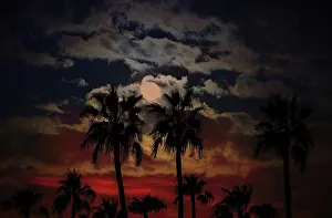 Arizona Prints: Arizona sunset with silhoutte pal trees against a moon and clouds background