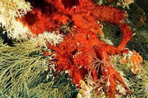 Sponge Prints: Arrow Crab on bright red sponge