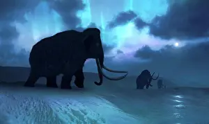 Extinction Prints: Artwork of the woolly mammoth (Mammuthus primigenius)