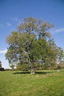 Countries Prints: Ash, Common Ash, european ash (Fraxinus excelsior)