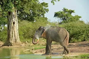 Endangered Prints: Asian Elephant (Elephas maximus maximus) adult