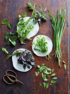 Assorted Prints: Asian herbs of coriander, Vietnamese mint, kaffir lime leaves, curry leaves, mint