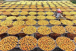 Product Prints: From above of Asian woman in hat smiling while exploring factory with orange drying in sun persimmon during travel