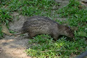 Synapsida Prints: Asiatic Brush-tailed Porcupine - Malaysia