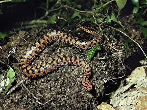 Toxic Prints: Asp Viper (vipera aspis)