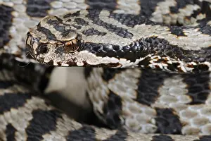 Heads Prints: Asp Viper (Vipera aspis) adult, close-up of head, Italy